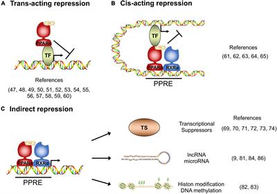 Mechanistic insights into the peroxisome proliferator-activated receptor alpha as a transcriptional suppressor